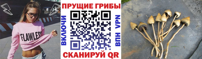 даркнет сайт  Славск  Галлюциногенные грибы Cubensis 